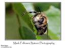 Male hairy legged flower bee Anthophora plumipes